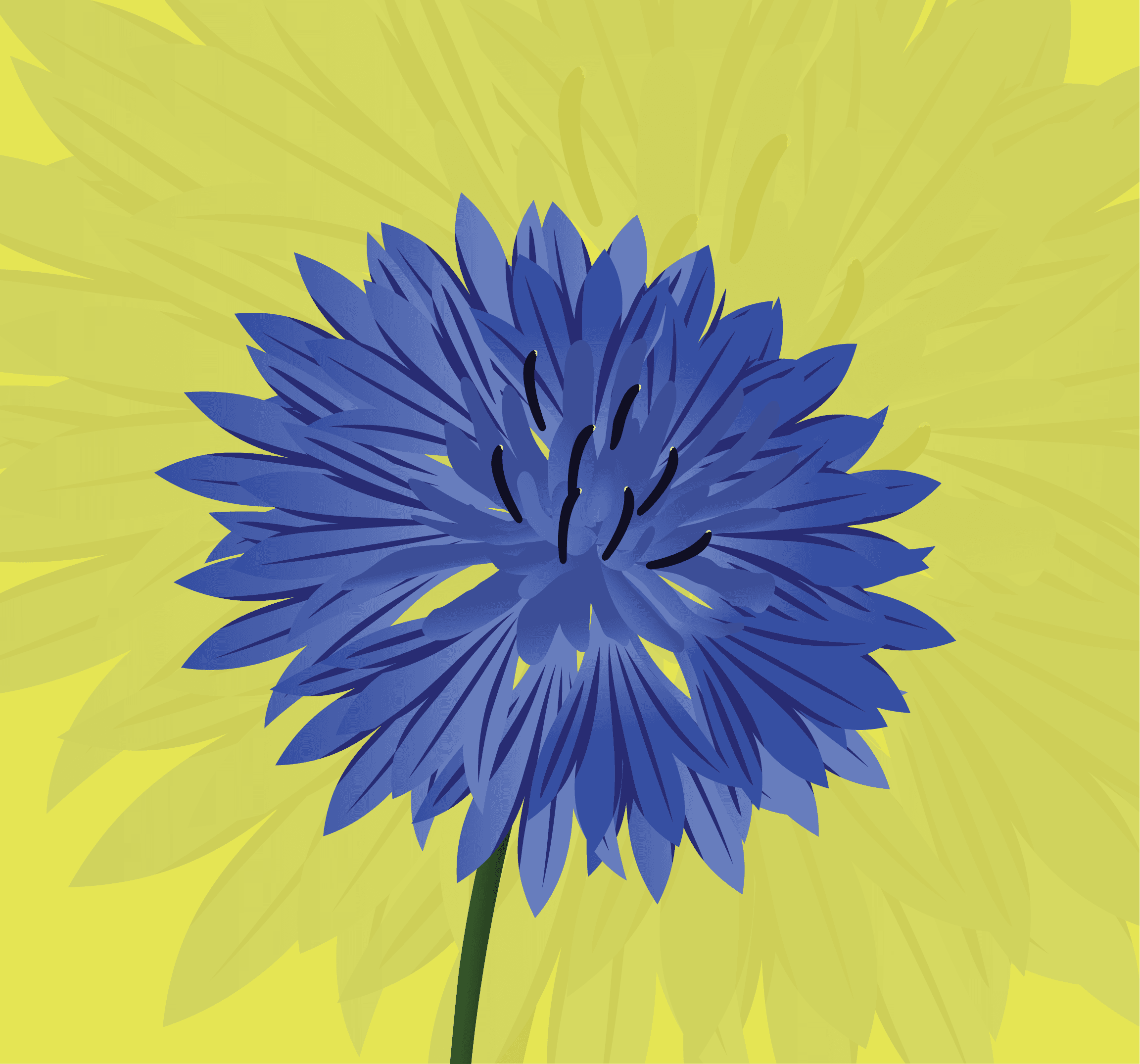 Cornflower - Germany