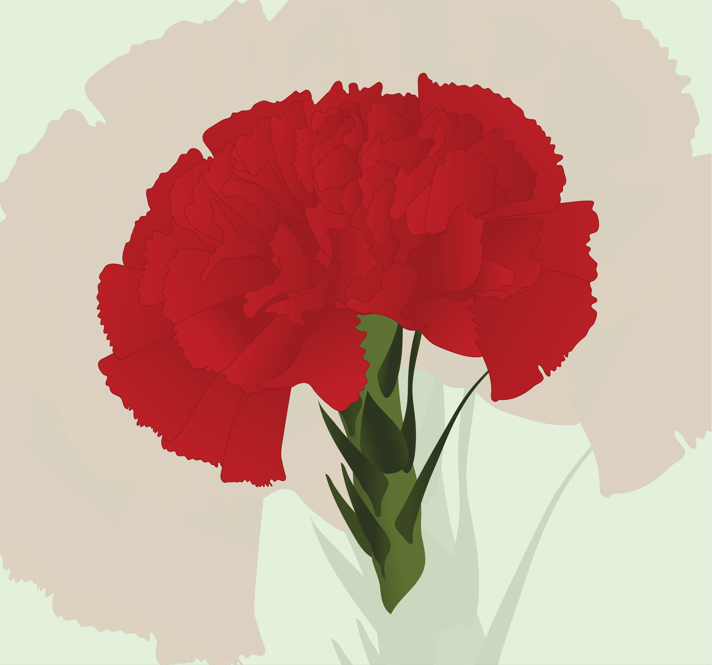 Carnation - Spain