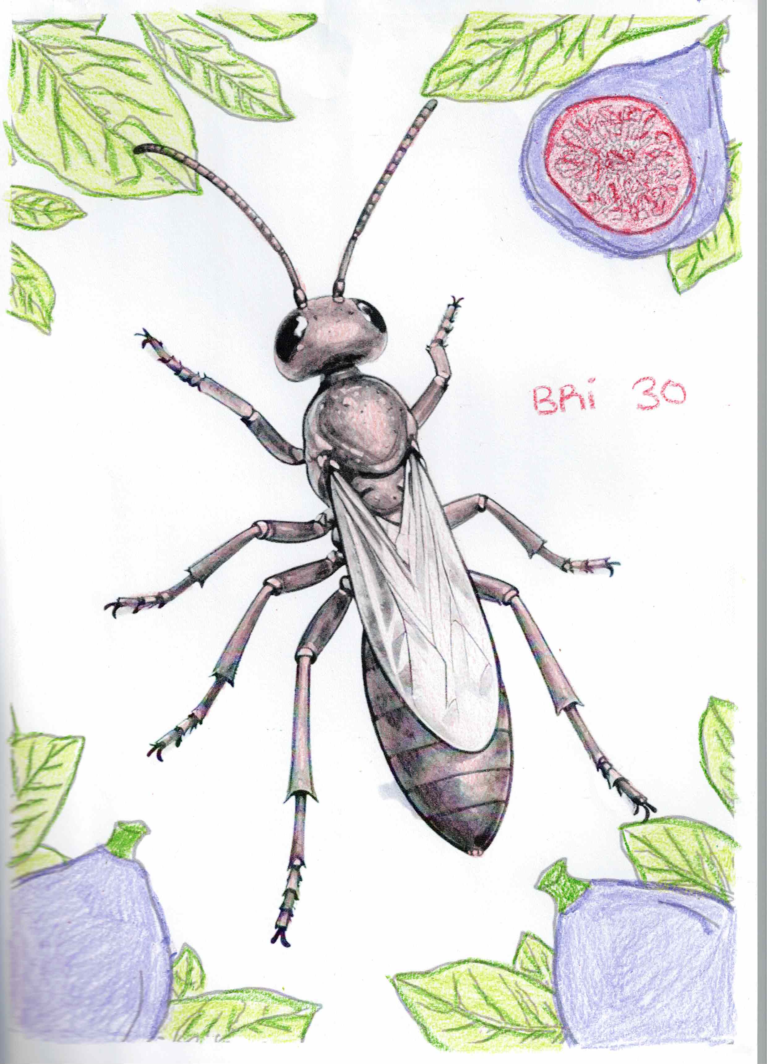 Artwork 3 from the Day of All Pollinators 2026 drawing workshop: himenoptero con higos