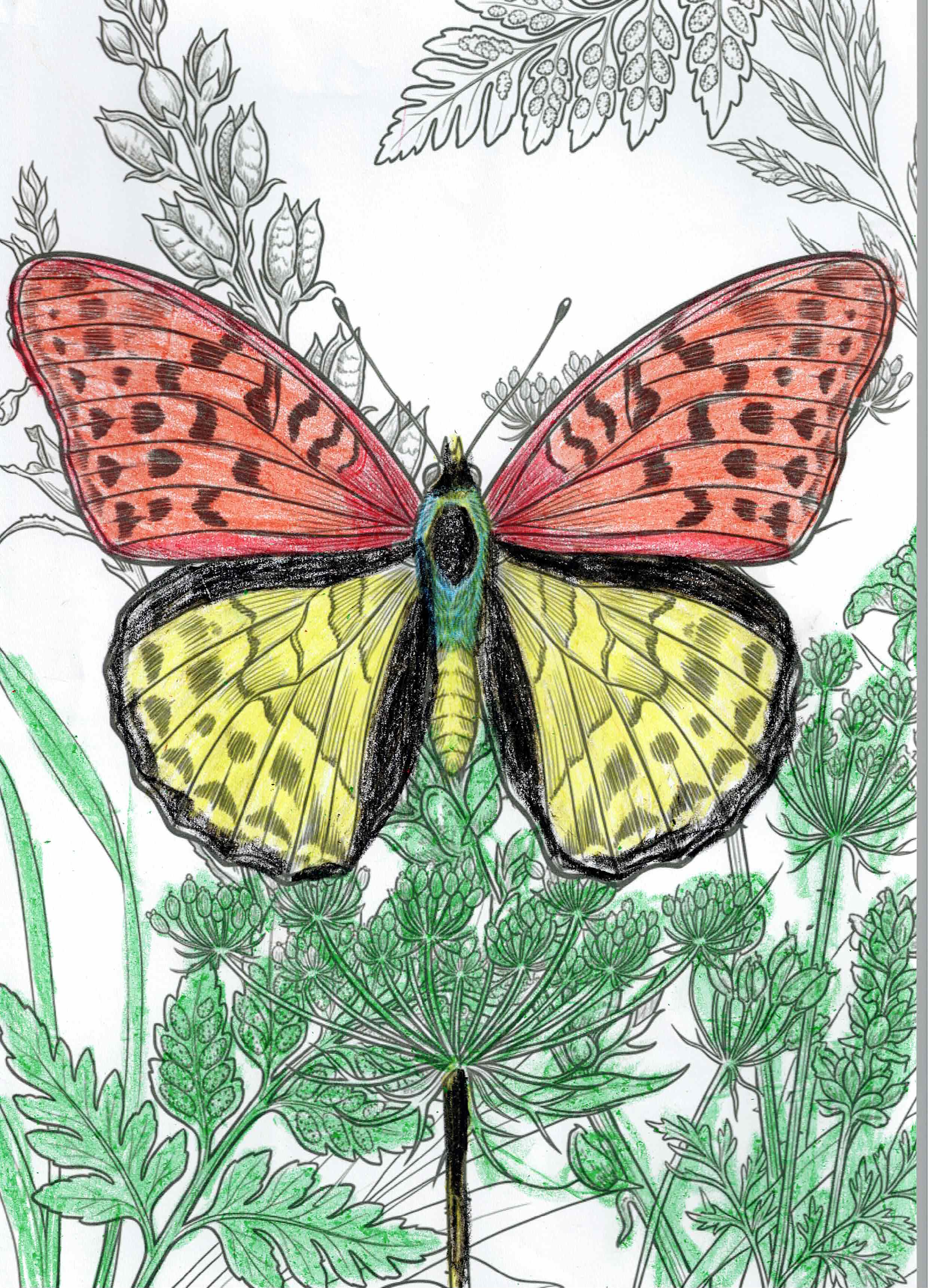 Artwork 11 from the Day of All Pollinators 2026 drawing workshop: mariposa botanica