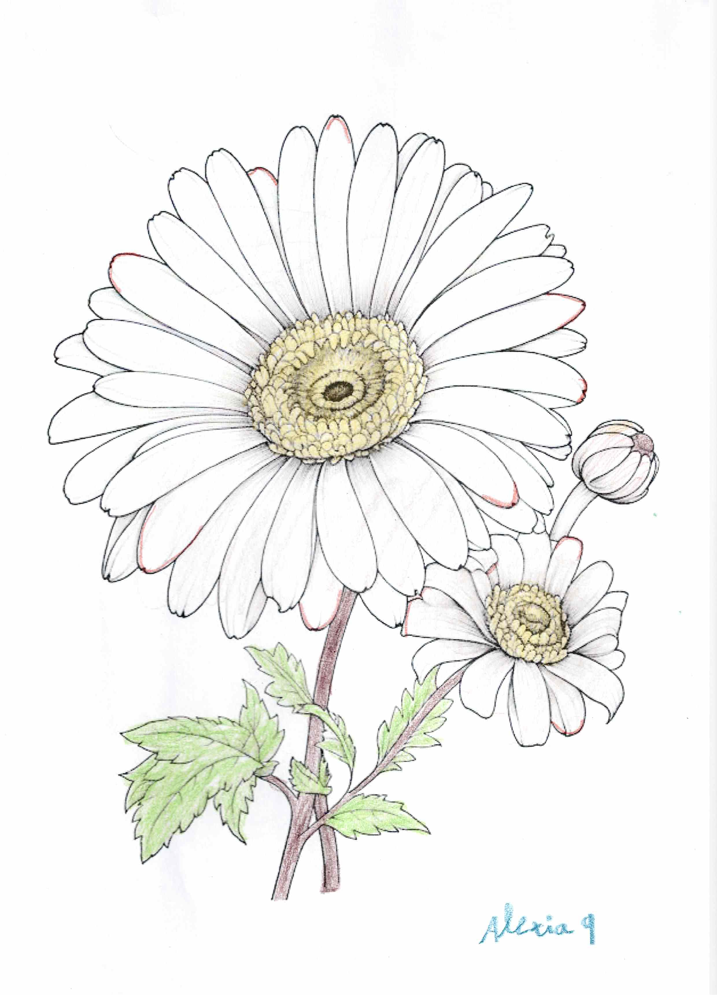 Artwork 22 from the Day of All Pollinators 2026 drawing workshop: margaritas botanicas