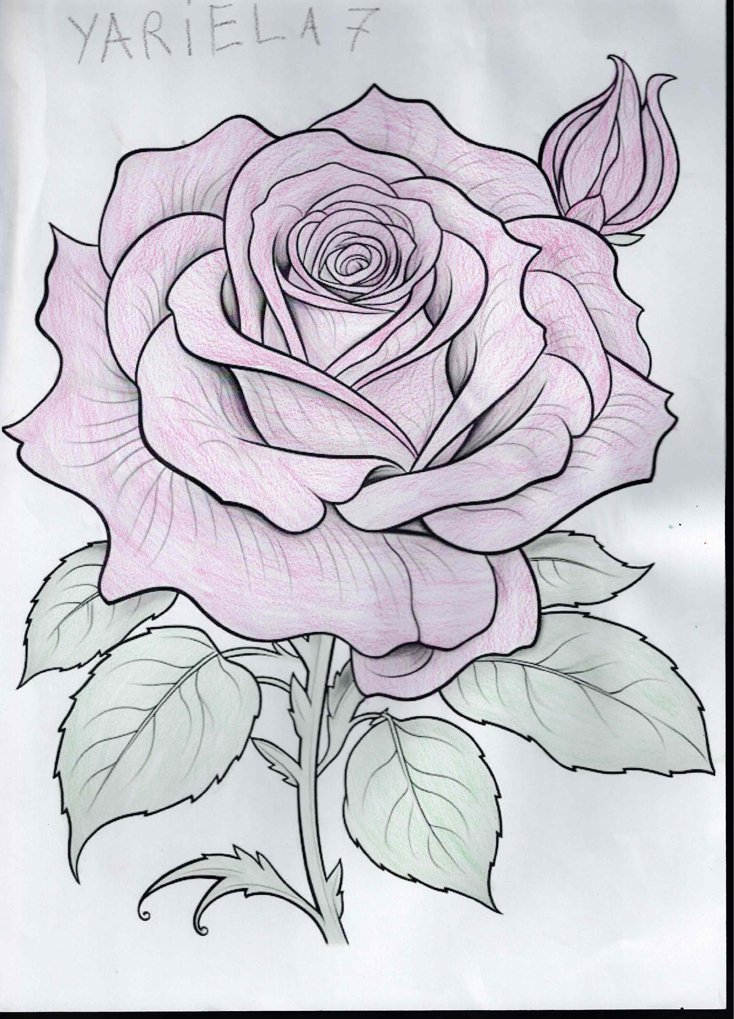 Artwork 33 from the Day of All Pollinators 2026 drawing workshop: rosa