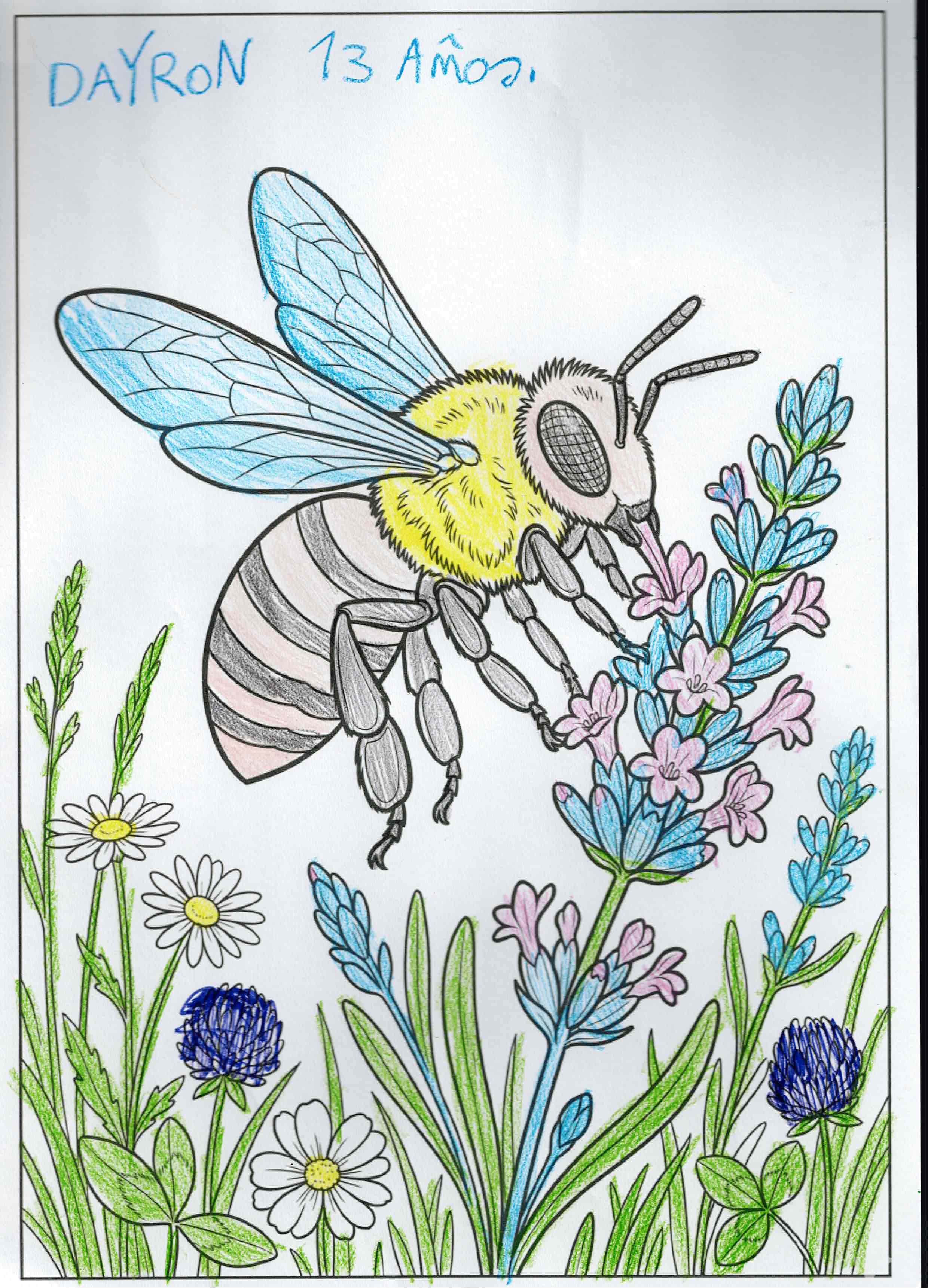 Artwork 41 from the Day of All Pollinators 2026 drawing workshop: abeja sobre lavanda