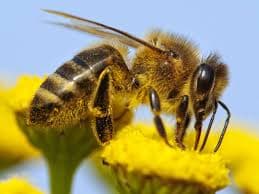 Pollinator honeybee